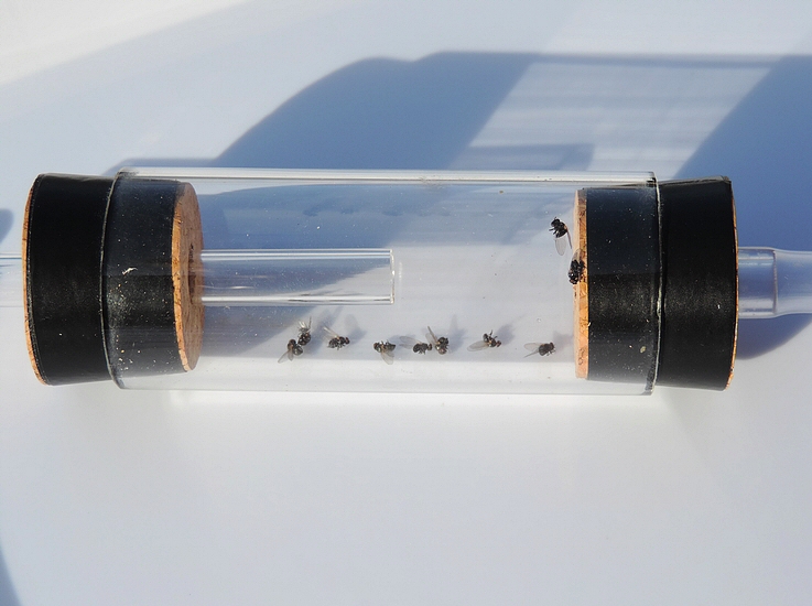 Aspirateur � bouche utilis� pour la capture de Silba adipata McAlpine.