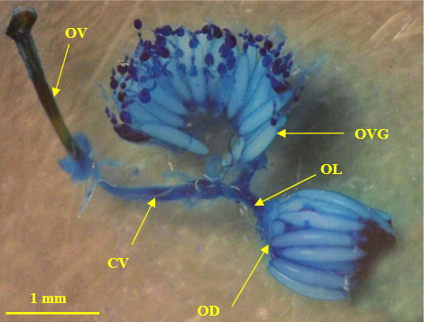 Bactrocera dorsalis Hendel : ovaires d'une femelle sexuellement mature.
