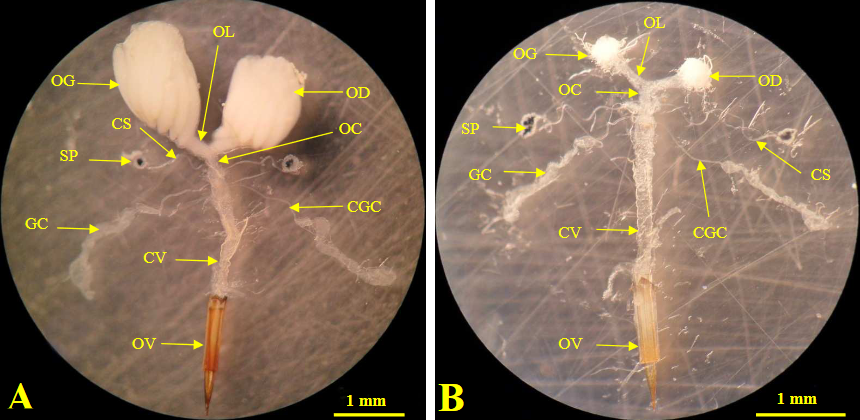 Bactrocera dorsalis Hendel : organes reproducteurs femelles.