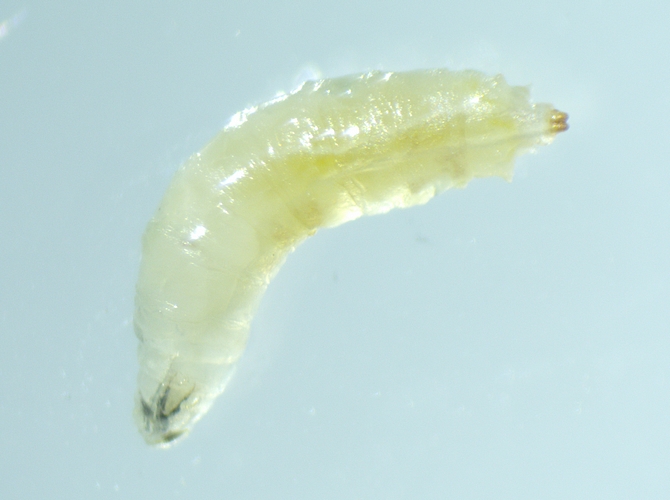Larve de Drosophila suzukii Matsumura trouv�e dans une figue m�re.