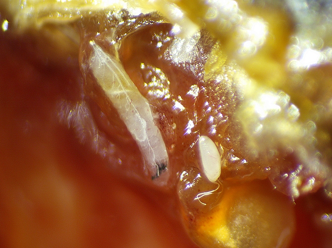 Drosophila suzukii Matsumura :oeuf et larve dans l'infrutescence d'une figue m�re. 