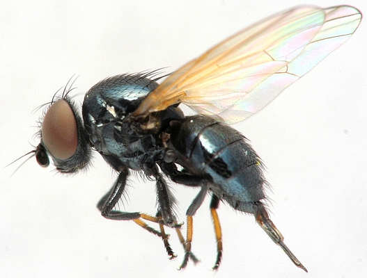Earomyia viridana Meigen, 1826.