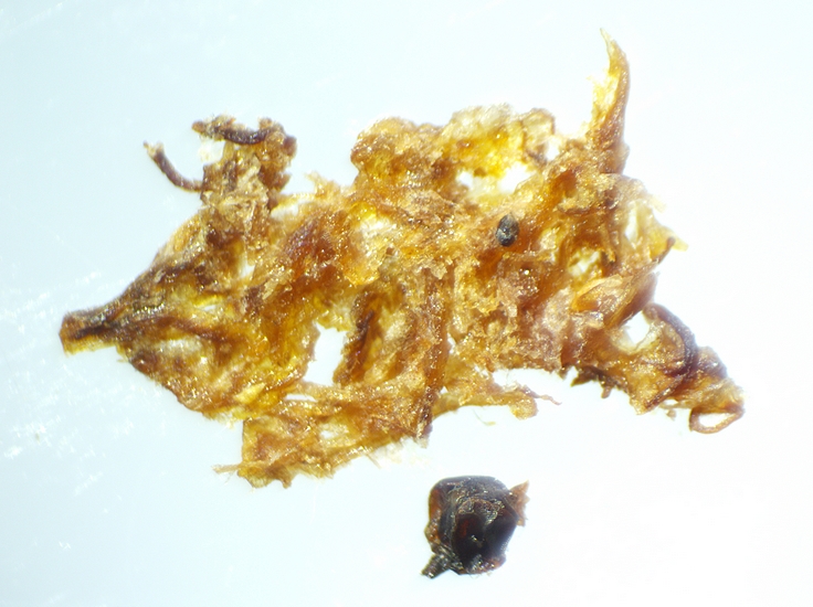 Fragmentation et �crasement sous st�r�omicroscope de la masse brun�tre avec boule noire.