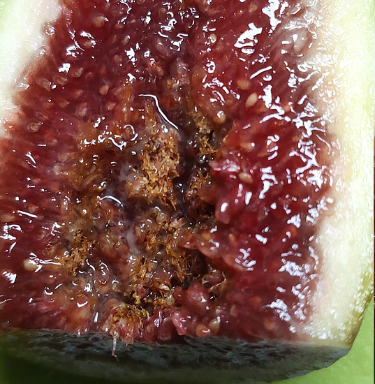 Moisissures au sein de l'infrutescence de la figue m�re 'Dalmatie' n�4.