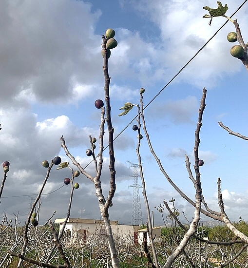 Figues 'Colar de Albatera' m�rissant au bout des rameaux apr�s la deuxi�me r�colte.