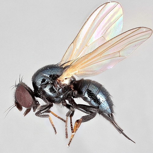 Lonchaea palposa Zeterrstedt, 1847.