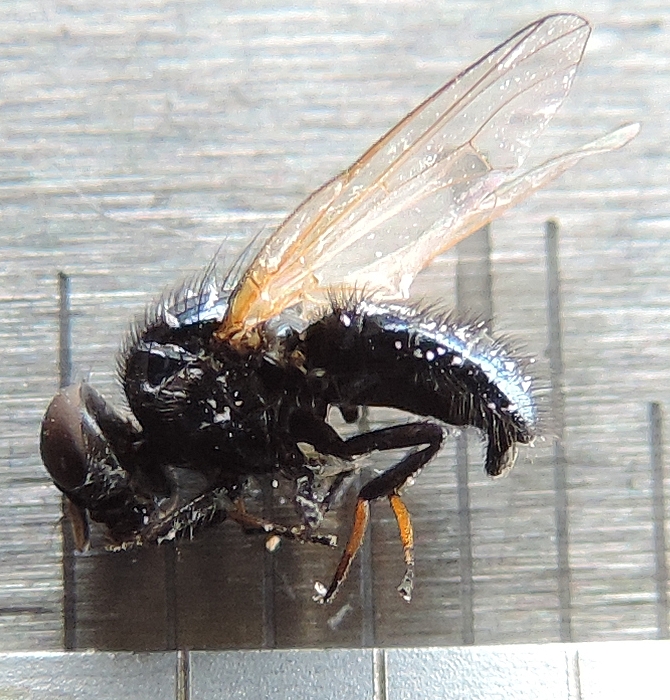 Individu atypique m�le captur� le 15 mai 2021.