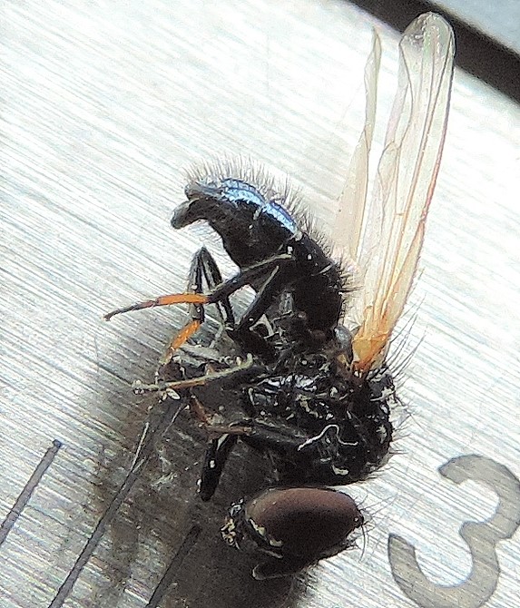 Individu atypique m�le captur� le 15 mai 2021.