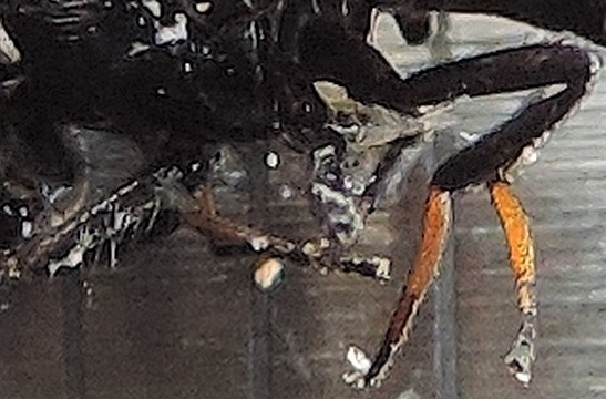 D�tail des pattes de l'individu m�le captur� le 15 mai 2021.