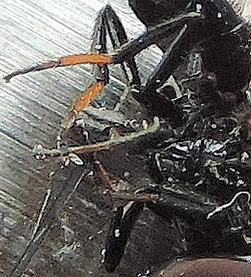 D�tail des pattes de l'individu m�le captur� le 15 mai 2021.