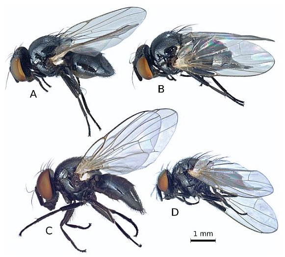 Neosilba batesi m�le (A) et femelle (B) ; Neosilba glaberrima m�le (c) et femelle (D).