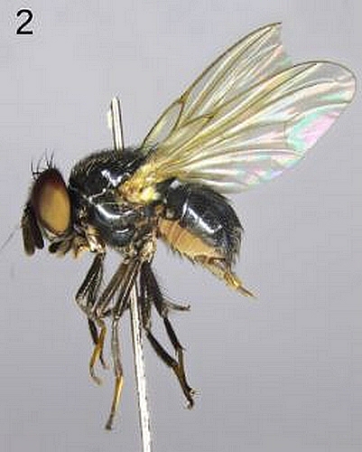 Neosilba flavitarsis MacGowan & Lasa, 2025 (sp�cimen femelle).