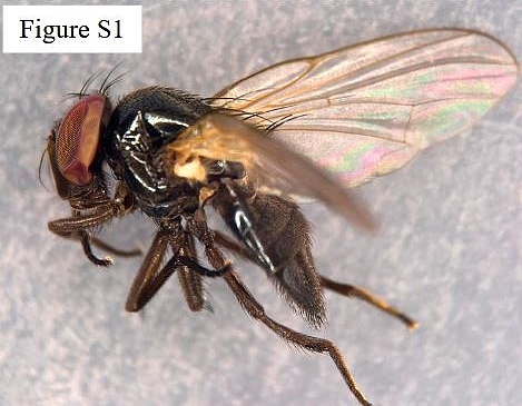 Neosilba recurva MacGowan & Lasa, 2025 (sp�cimen m�le).