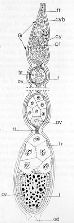 Ovariole de type m�ro�stique et polytrophique, chez Drosophila (d'apr�s M. R. CUMMINGS et R. C. KING).