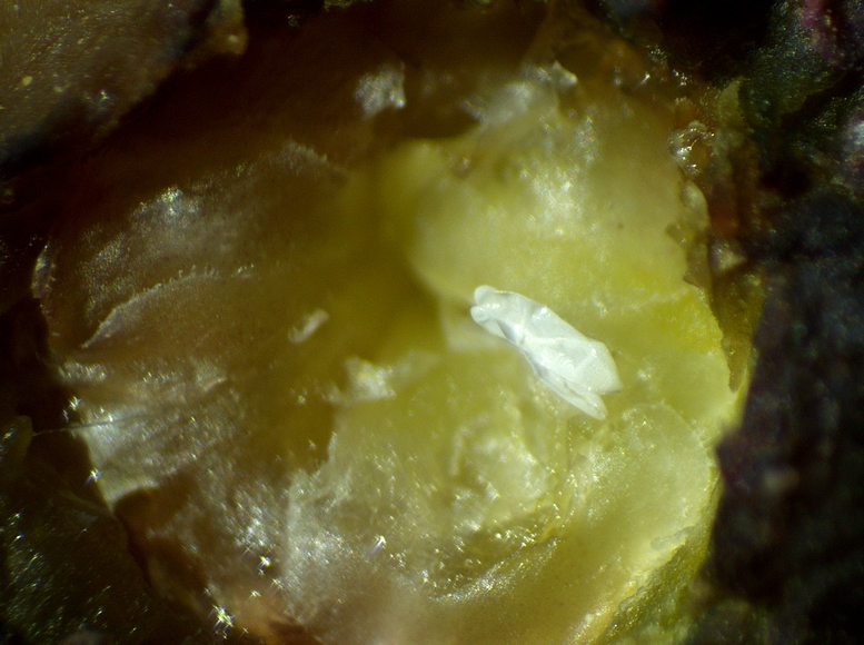 Silba adipata McAlpine : 2 chorions retir�s du canal ostiolaire d'une figue immature rougie.