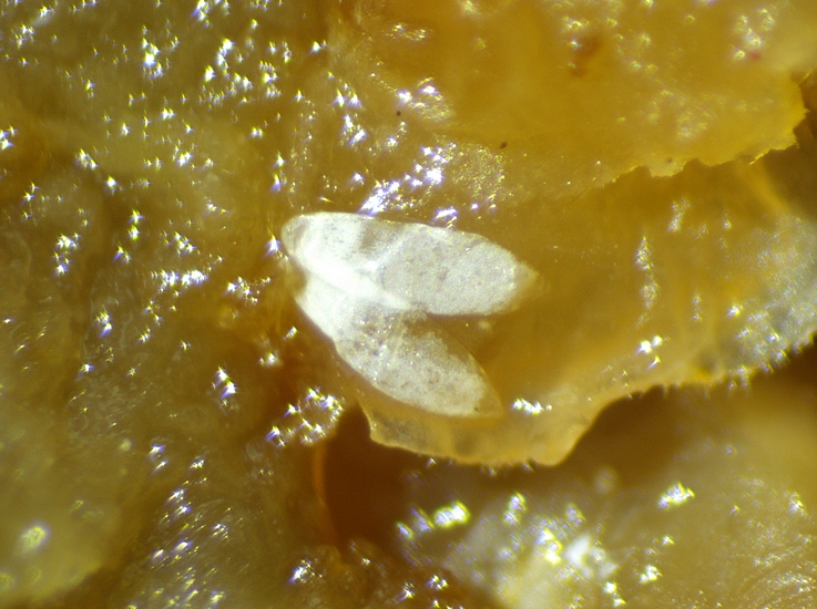2 chorions de Silba adipata McAlpine sous une �caile ostiolaire de la figue m�re D1.
