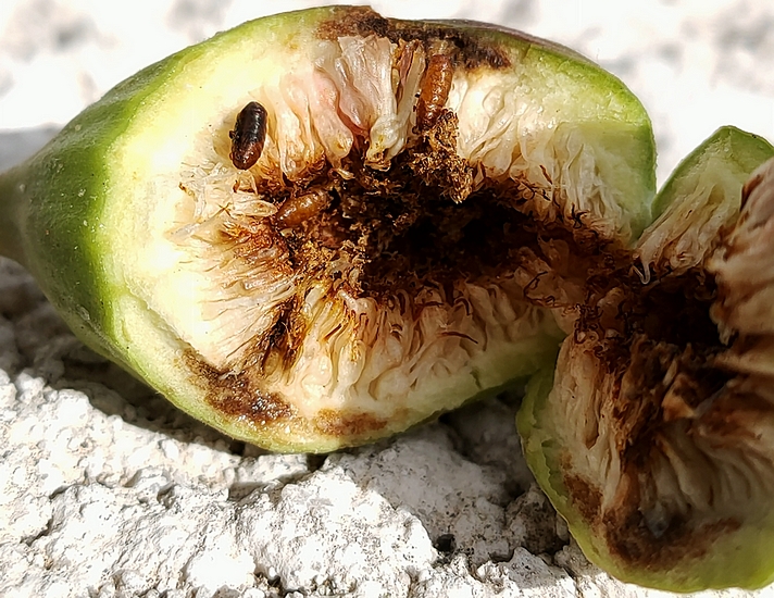 Silba adipata McAlpine : 3 pupes dans une figue immature (07/09/2024).
