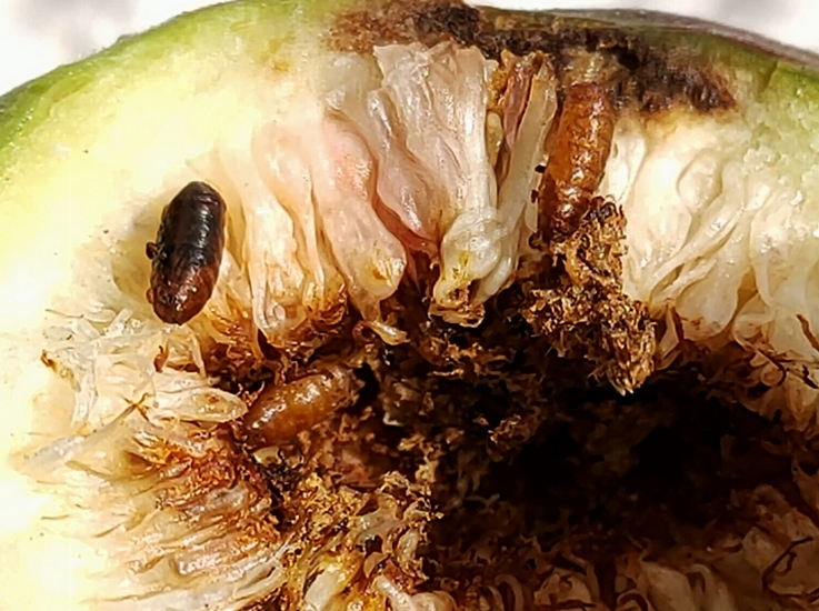 Silba adipata McAlpine : 3 pupes dans une figue immature (07/09/2024).