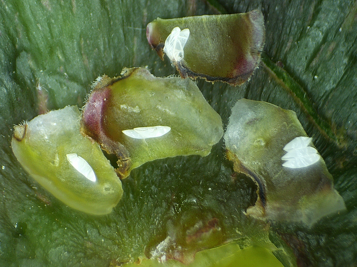 Silba adipata McAlpine : 8 chorions sous 4 �caille ostiolaires de la m�me figue.