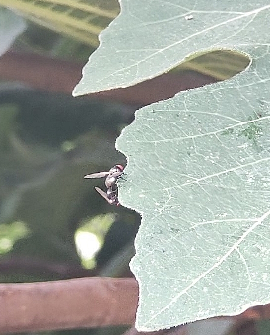Mouches noires du Figuier in copula, se nourrissant sur la tranche d'une feuille de figuier.