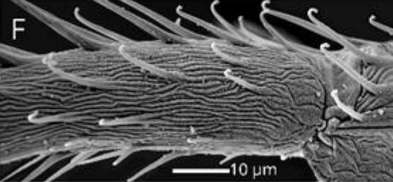 Antenne de Silba adipata McAlpine : d�tails de l'arista .