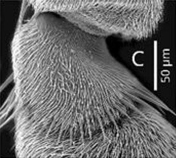 Antenne de Silba adipata McAlpine : d�tails du p�dicelle.