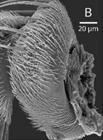 Antenne de Silba adipata McAlpine : d�tails du scape.