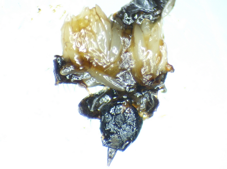 Silba adipata McAlpine : ovaires d'une femelle mature.