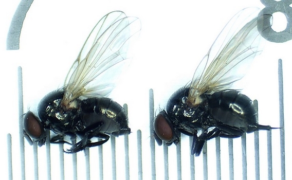Mesure d'individus femelles de Silba adipata McAlpine.