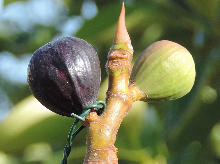 Figue 'Bellone' immature marqu�e d'une �tiquette (ponte de Silba adipata McAlpine), ayant enti�rement rougi.