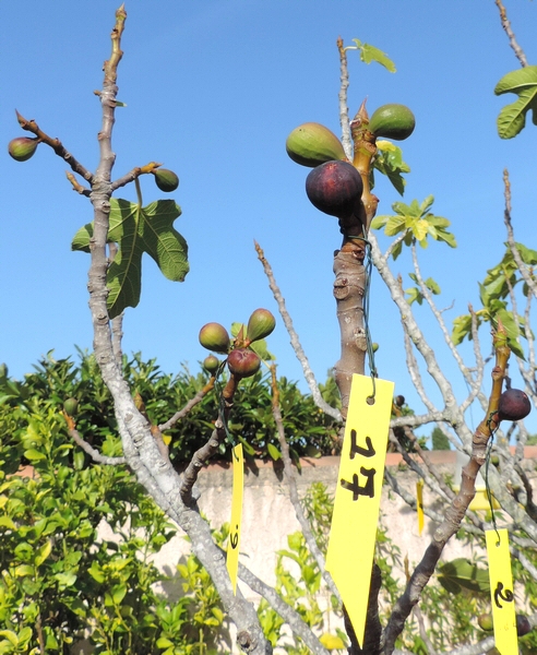 Figues avec �tiquettes jaunes n� 17 et n� 2, infest�es par Silba adipata McAlpine et ayant rougi.