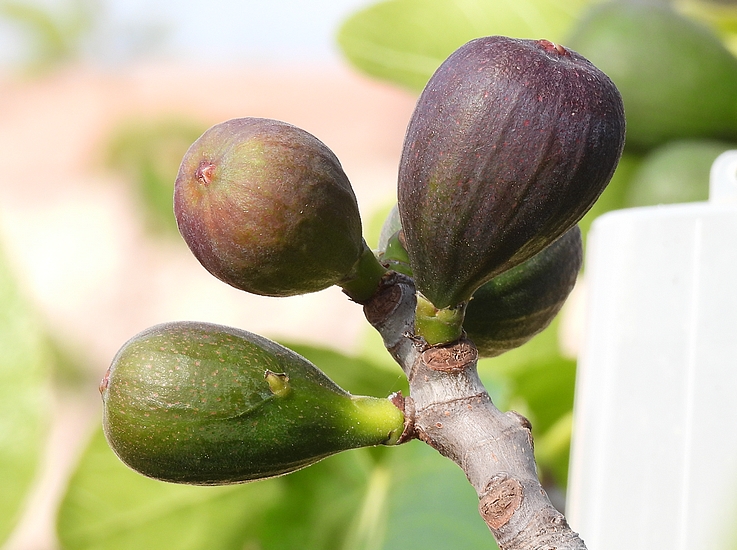 Figues fleurs 'Grise de la Saint-Jean', dont deux attaqu�es par Silba adipata McAlpine.