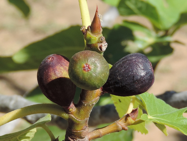 Figues immatures attaqu�es par Silba adipata McAlpine : stades d'�volution diff�rents.