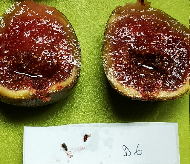 Imago mort et pupe vide de Silba adipata McAlpine extraits de l'infrutescence de la figue m�re D6.