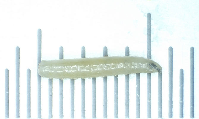 Silba adipata McAlpine : larve de 5,5 mm de longueur trouv�e dans une figue immature 'Bellone'.