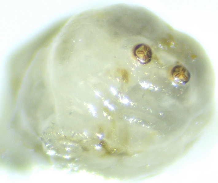Silba adipata McAlpine : stigmates post�rieurs d'une larve de 6 mm de long.