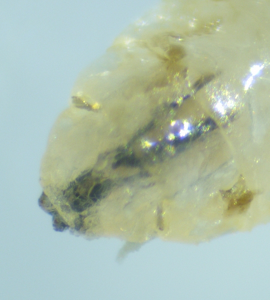 Larve de Silba adipata McAlpine : stigmates ant�rieurs.