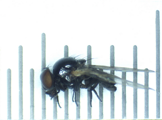Silba adipata McAlpine : mesure d'un individu m�le de 3,5 mm de long.