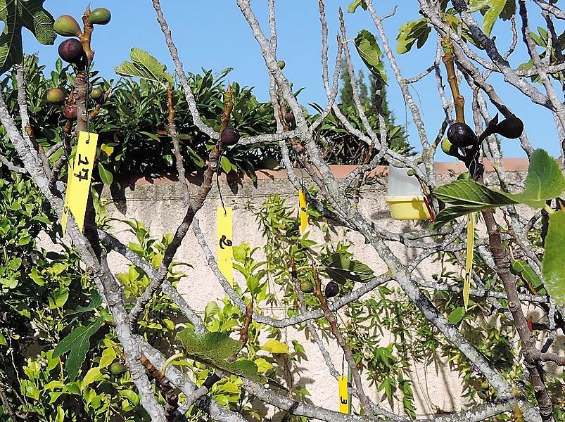 Figues attaqu�es par Silba adipata McAlpine, rep�r�es par une �tiquette num�rot�e.