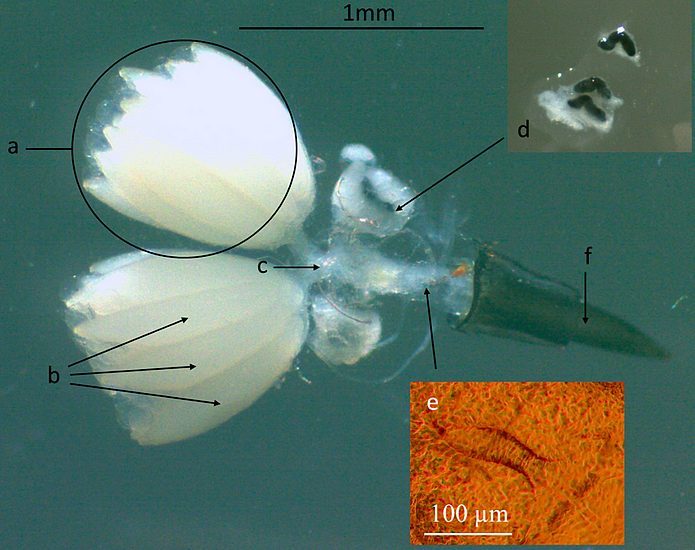 Silba adipata McAlpine : organes reproducteurs femelles.