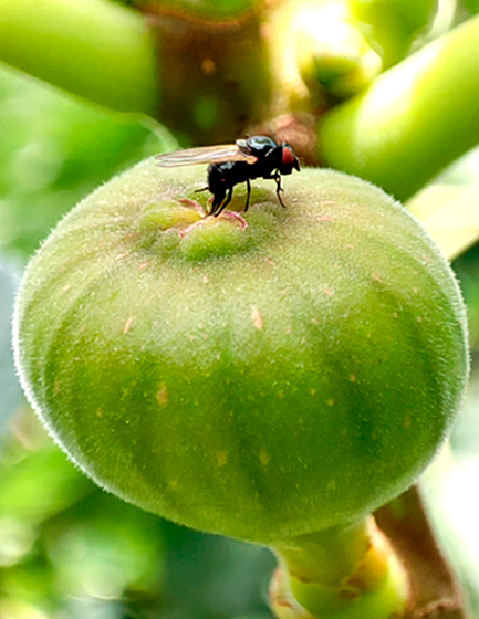Silba adipata McAlpine femelle en position de ponte sous les �cailles ostiolaires d'une figue immature.