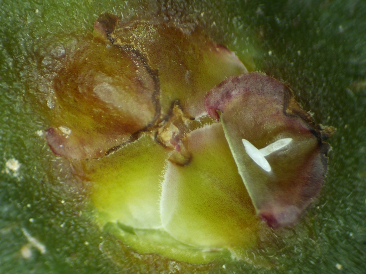 Silba adipata McAlpine : 2 enveloppes d'oeufs vides (chorions� sous une �caille ostiolaire.