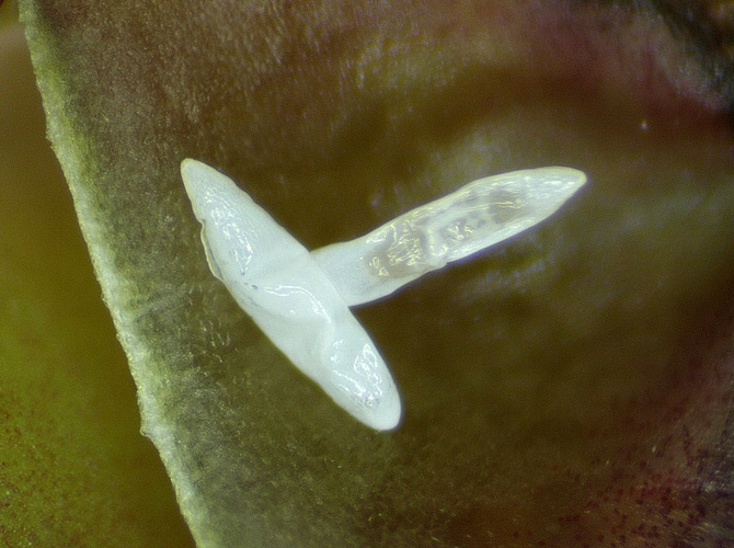 Silba adipata McAlpine : 2 chorions sous une �caille ostiolaire.