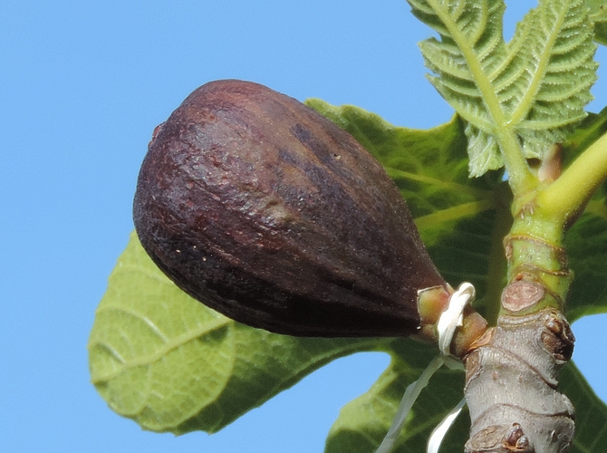 Figue 'Grise de la Saint-Jean' avec trou de sortie de larve de Silba adipata McAlpine.